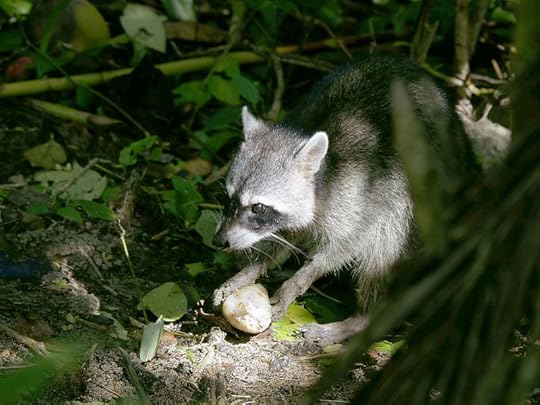 File:Procyon lotor (eating).jpg