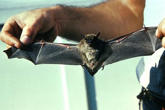 File:Little Brown Bat FWS.jpg
