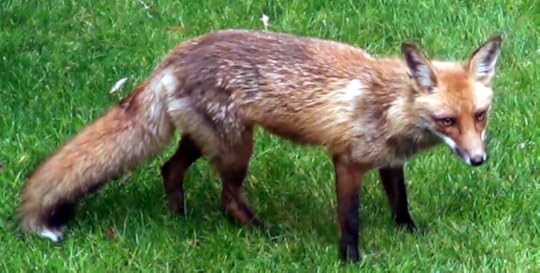 File:RedFox.png