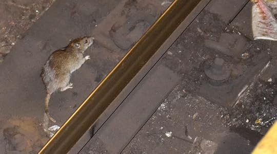 File:Rat in NYC subway 3.jpg