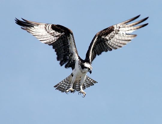 File:OspreyNASA.jpg