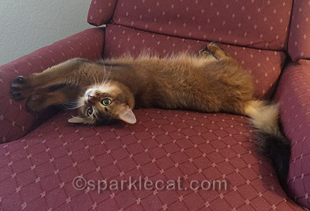 It's a lot of work furring up these hotel comfy chairs!