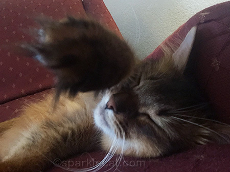 Other cats do sleeping selfies, why not me?