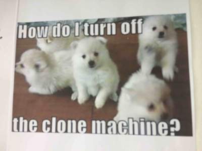 Episode 8: Clone dogs!