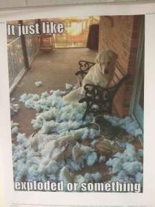 Episode 11: Destructive dog!
