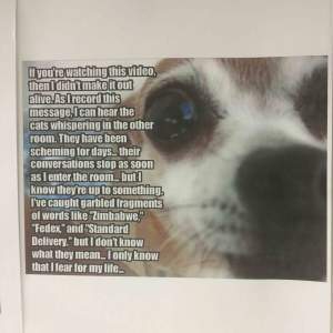 Episode 13: Paranoid with good reason dog!