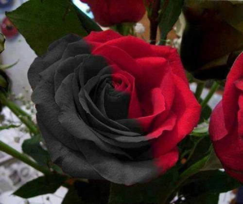 black-red-rose-flowers-34869888-758-635