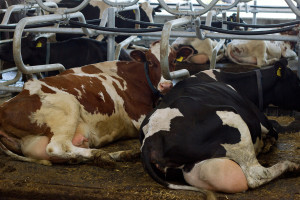 Dairy Farming - The WRONG way