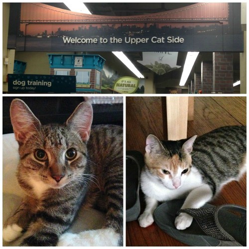new-york-city-cats