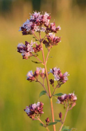 oregano