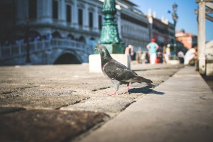Okay, sure, the ornithologists in the crowd might call me out on the fact that this is not a picture of a homing pigeon.
