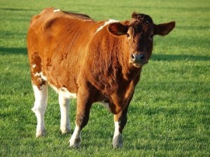 moooooot