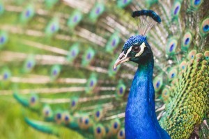 exceptional peacock