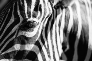 a lot of stripes