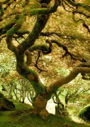 Midland Forest