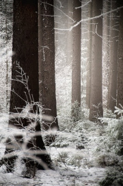 Northern forest