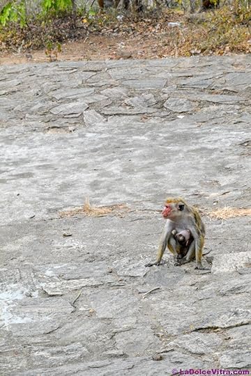 monkey