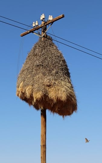 A social weavers' nest attached to a telephone pole. What will they do when cell phones take over completely?