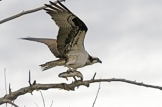 (Photo: Roger Phillips/Idaho Statesman, via Associated Press)
