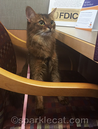 When they talk about deposits, I don't think they're referring to litter box deposits