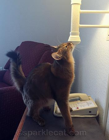 Surely I can take this wall lamp!