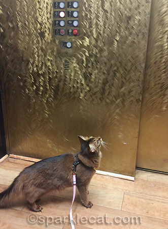I'd push the buttons too, if I were tall enough