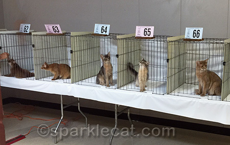 A veritable clowder of kittens!