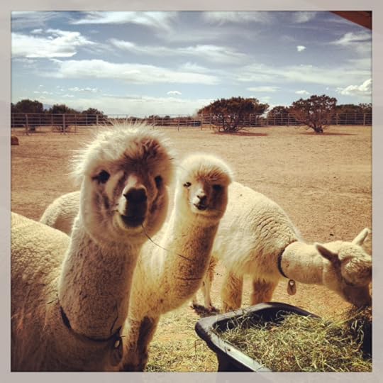 Three little alpacas are we...