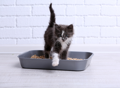 litter-box-issues