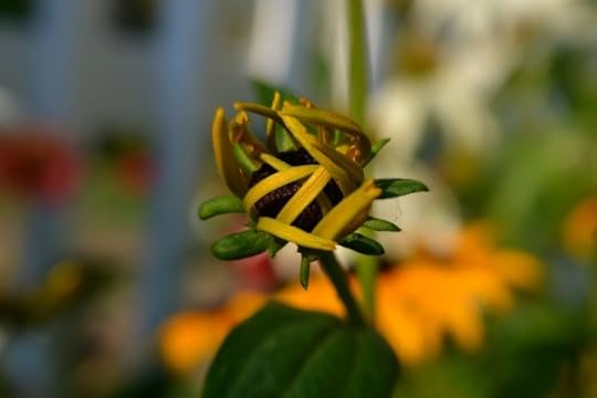 unfurlingdaisy