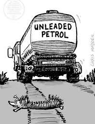 Image result for squashed hedgehogs