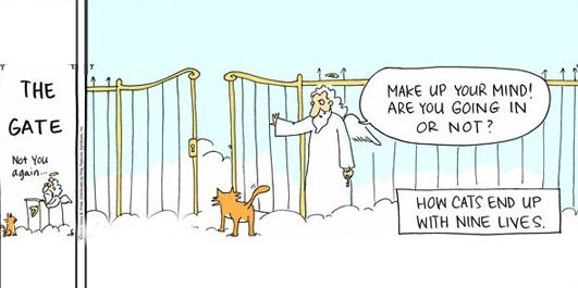 Cat at the Pearly Gates