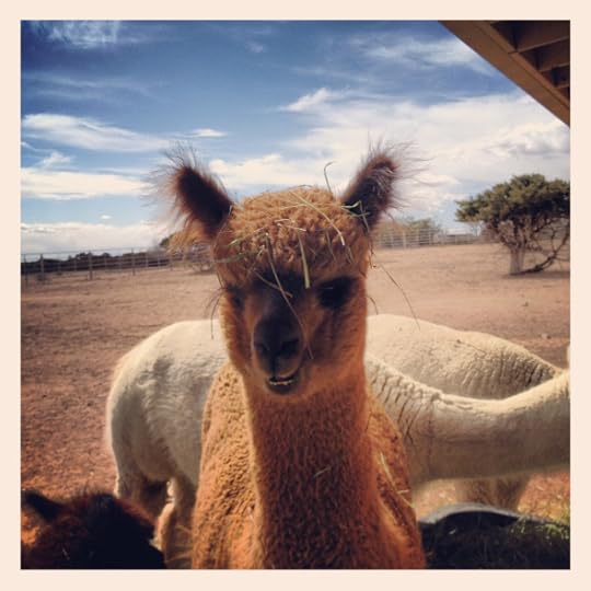 Alpaca2