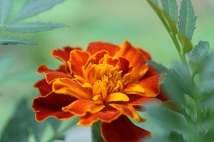 bobflower