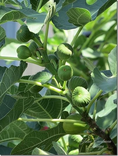 Fig_Tree_Figs