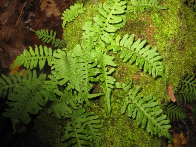 Licorice fern growing on a tree trunk