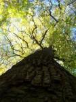 JKforest