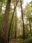 JKforest1