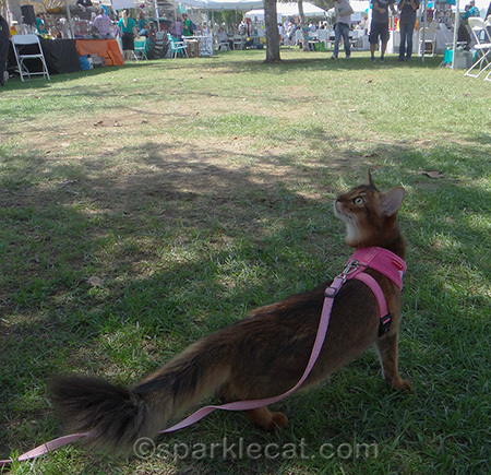 Yes, this was the event where I pooped on the lawn