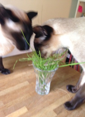 Katterna fick gräs som de slukade.