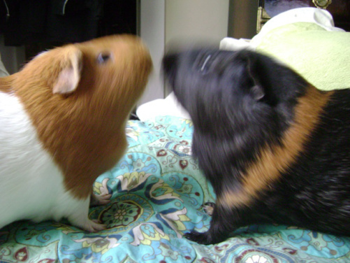 When Pickles and Belvedere face off, there are no victims, only clashes of guinea pig power the likes of which will never be seen again outside of Pighalla.