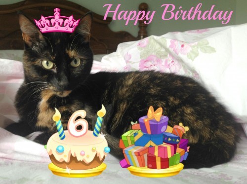 birthday-cat