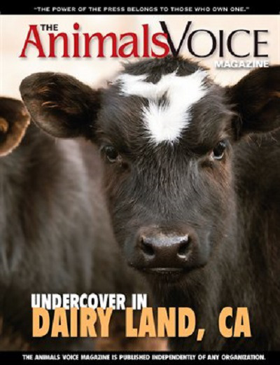 av mag