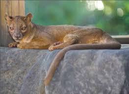 fossa 02