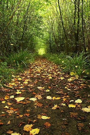 Forest Path leading off into the woods