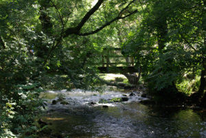 River Dove