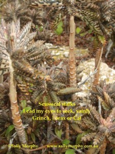 Seuss Plants