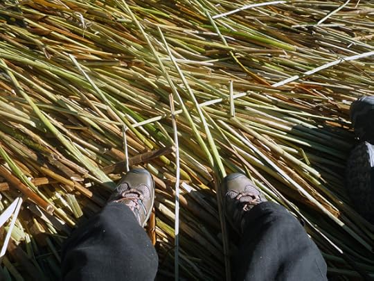 look reeds