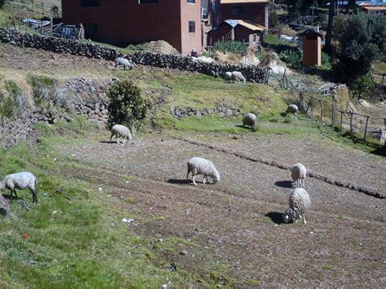 sheep