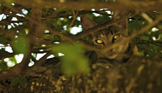 shai and tirzah 040 tu